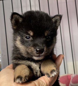 柴犬(豆柴)【岡山県・男の子・2022年1月28日・黒】の写真「とっても元気な小ぶり豆柴くん！」