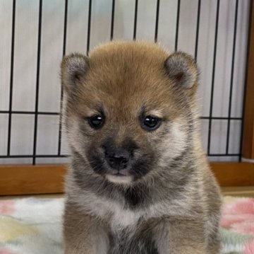 柴犬(豆柴)【岡山県・女の子・2023年11月2日・赤】の写真「可愛いお顔の豆柴ちゃん」