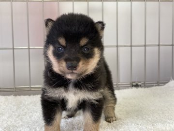 柴犬(豆柴)【岡山県・男の子・2021年6月14日・黒】の写真「配色綺麗な豆柴くん！」