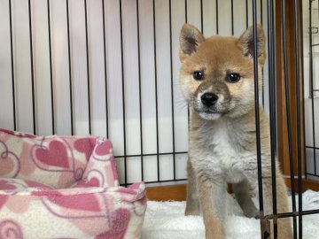 柴犬(標準サイズ)【岡山県・男の子・2021年10月31日・赤】の写真「人懐っこい男の子！」