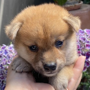 柴犬(標準サイズ)【岡山県・男の子・2024年5月2日・赤】の写真「綺麗な赤毛の男の子！」