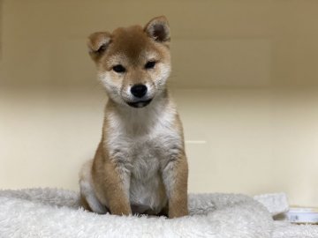 柴犬(標準サイズ)【岡山県・男の子・2020年10月20日・赤】の写真「小ぶりの男の子です」