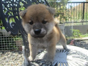 柴犬(標準サイズ)【岡山県・女の子・2021年4月24日・赤】の写真「コロコロ丸顔の柴犬ちゃん」