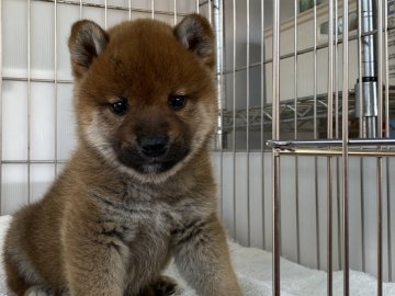 柴犬(標準サイズ)【岡山県・男の子・2022年1月3日・赤】の写真「綺麗な赤毛のハンサムくん」