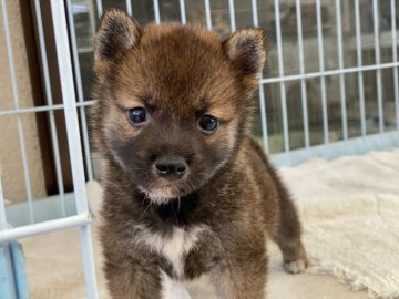 柴犬(標準サイズ)【岡山県・男の子・2020年5月25日・赤】の写真「小ぶりの男の子！」