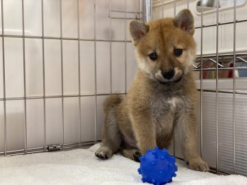 柴犬(標準サイズ)【岡山県・男の子・2021年7月1日・赤】の写真「可愛いお顔の柴犬くん！両親遺伝子検査クリア！」