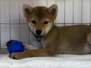 柴犬(標準サイズ)【岡山県・女の子・2021年7月8日・赤】の写真「愛嬌たっぷり！小ぶりの女の子です」