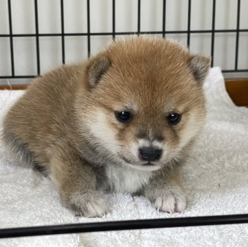 柴犬(豆柴)【岡山県・女の子・2024年4月30日・赤】の写真「つぶらな瞳か可愛い黒豆柴くん♡」