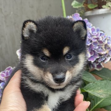 柴犬(豆柴)【岡山県・男の子・2024年5月22日・黒】の写真「配色キレイなハンサムくん！」