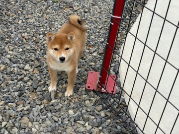 柴犬(豆柴)【岡山県・男の子・2021年6月29日・赤】の写真「明るい性格の男の子！」