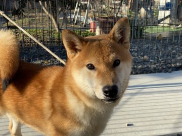 柴犬(標準サイズ)【岡山県・男の子・2021年6月5日・赤】の写真「凛々しい男の子です。」