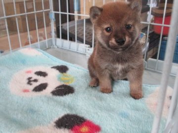 柴犬(標準サイズ)【岡山県・男の子・2020年9月28日・赤】の写真「優しいお顔の男の子」