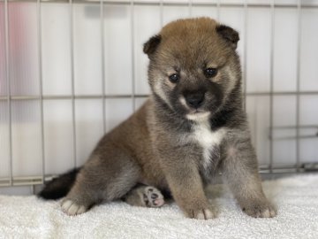 柴犬(標準サイズ)【岡山県・女の子・2021年5月17日・赤】の写真「可愛いお顔の女の子」