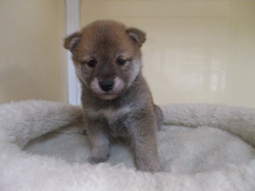 柴犬(標準サイズ)【岡山県・女の子・2020年12月3日・赤】の写真「たれ目に見える可愛い女の子です」