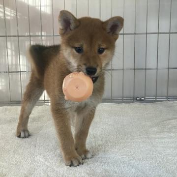 柴犬(標準サイズ)【岡山県・女の子・2022年8月22日・赤】の写真「きれいな赤毛の女の子」