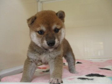 柴犬(標準サイズ)【岡山県・女の子・2020年2月1日・赤】の写真「両親豆柴認定犬の子供です」