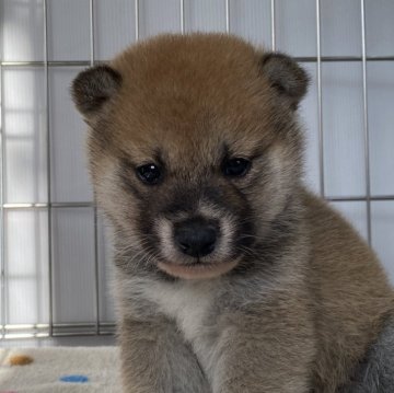 柴犬(標準サイズ)【岡山県・男の子・2023年12月20日・赤】の写真「白ソックス履いた可愛いお顔の男の子♡」