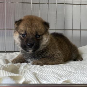 柴犬(標準サイズ)【岡山県・男の子・2022年6月3日・赤】の写真「パパ賞歴あり！ハンサムな男の子！」