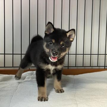 柴犬(標準サイズ)【岡山県・女の子・2022年5月26日・黒】の写真「可愛いお顔の黒豆柴ちゃん」