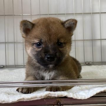 柴犬(標準サイズ)【岡山県・女の子・2022年7月18日・赤】の写真「尻尾ブンブン！愛嬌たっぷりの女の子！」