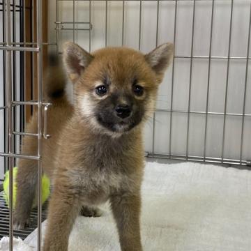 柴犬(標準サイズ)【岡山県・男の子・2022年8月3日・赤】の写真「クリクリお目々が可愛い女の子」