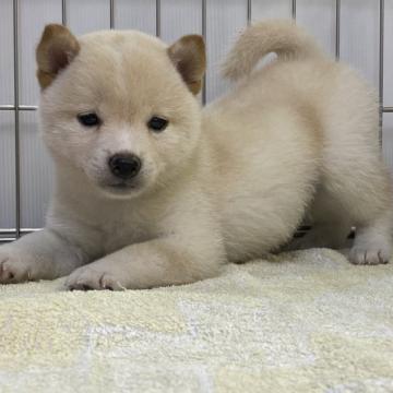 柴犬(豆柴)【岡山県・男の子・2022年7月5日・白】の写真「コロコロに育った豆柴ちゃん」