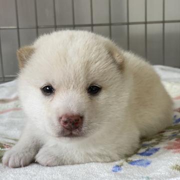 柴犬(豆柴)【岡山県・男の子・2022年6月19日・白】の写真「もふもふの白豆柴くん」