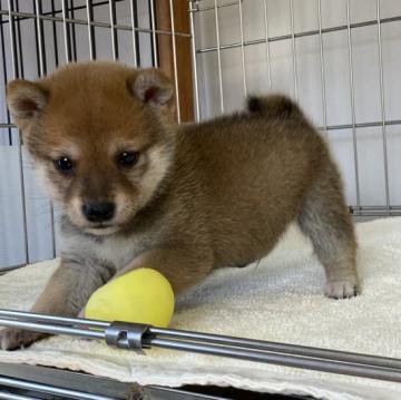 柴犬(豆柴)【岡山県・男の子・2022年9月22日・赤】の写真「きれいな赤毛の豆柴くん」