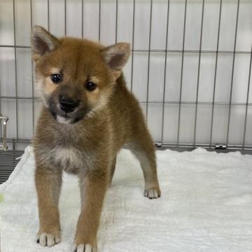 柴犬(標準サイズ)【岡山県・男の子・2022年8月3日・赤】の写真「足先白ソックスが可愛い男の子！」