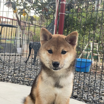 柴犬(豆柴)【岡山県・男の子・2021年11月4日・赤】の写真「可愛いお顔の豆柴くん！」