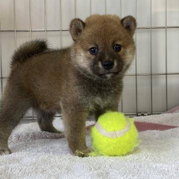 柴犬(標準サイズ)【岡山県・女の子・2022年7月30日・赤】の写真「おめめが可愛い女の子！」