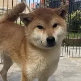 柴犬(標準サイズ)【岡山県・男の子・2022年12月17日・赤】の写真1