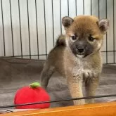 柴犬(標準サイズ)【岡山県・女の子・2024年9月12日・赤】の写真1