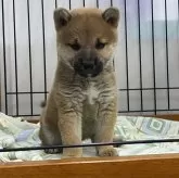 柴犬(標準サイズ)【岡山県・女の子・2024年1月14日・赤】の写真1