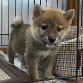 柴犬(標準サイズ)【岡山県・男の子・2023年7月22日・赤】の写真1「R5年9月6日撮影」