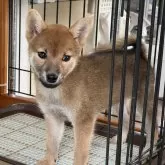 柴犬(標準サイズ)【岡山県・女の子・2024年8月18日・赤】の写真1