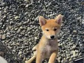 柴犬(標準サイズ)【岡山県・男の子・2021年8月6日・赤】の写真1「10月30日撮影」