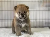 柴犬(標準サイズ)【岡山県・男の子・2021年5月17日・赤】の写真1「6月14日撮影」