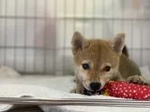 柴犬(標準サイズ)【岡山県・女の子・2021年6月29日・赤】の写真1「9月16日撮影」