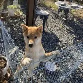 柴犬(標準サイズ)【岡山県・男の子・2022年8月24日・赤】の写真1「3月2日撮影」