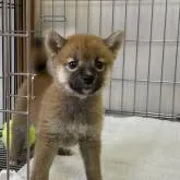 柴犬(標準サイズ)【岡山県・男の子・2022年8月3日・赤】の写真1「9月22日撮影」