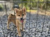 柴犬(標準サイズ)【岡山県・女の子・2021年7月1日・赤】の写真2