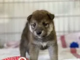 柴犬(標準サイズ)【岡山県・男の子・2021年7月3日・赤】の写真2