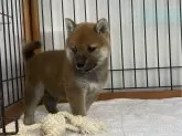 柴犬(標準サイズ)【岡山県・男の子・2024年3月3日・赤】の写真2