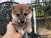 柴犬(標準サイズ)【岡山県・女の子・2019年8月8日・赤】の写真2「クリクリお目目が可愛い！」