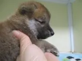 柴犬(標準サイズ)【岡山県・男の子・2020年5月25日・赤】の写真3