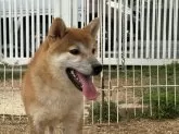 柴犬(標準サイズ)【岡山県・男の子・2023年8月15日・赤】の写真3