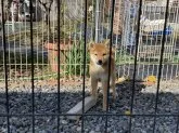 柴犬(標準サイズ)【岡山県・男の子・2021年8月6日・赤】の写真3