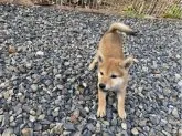 柴犬(標準サイズ)【岡山県・女の子・2023年8月9日・赤】の写真3