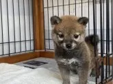 柴犬(標準サイズ)【岡山県・女の子・2022年11月4日・赤】の写真3